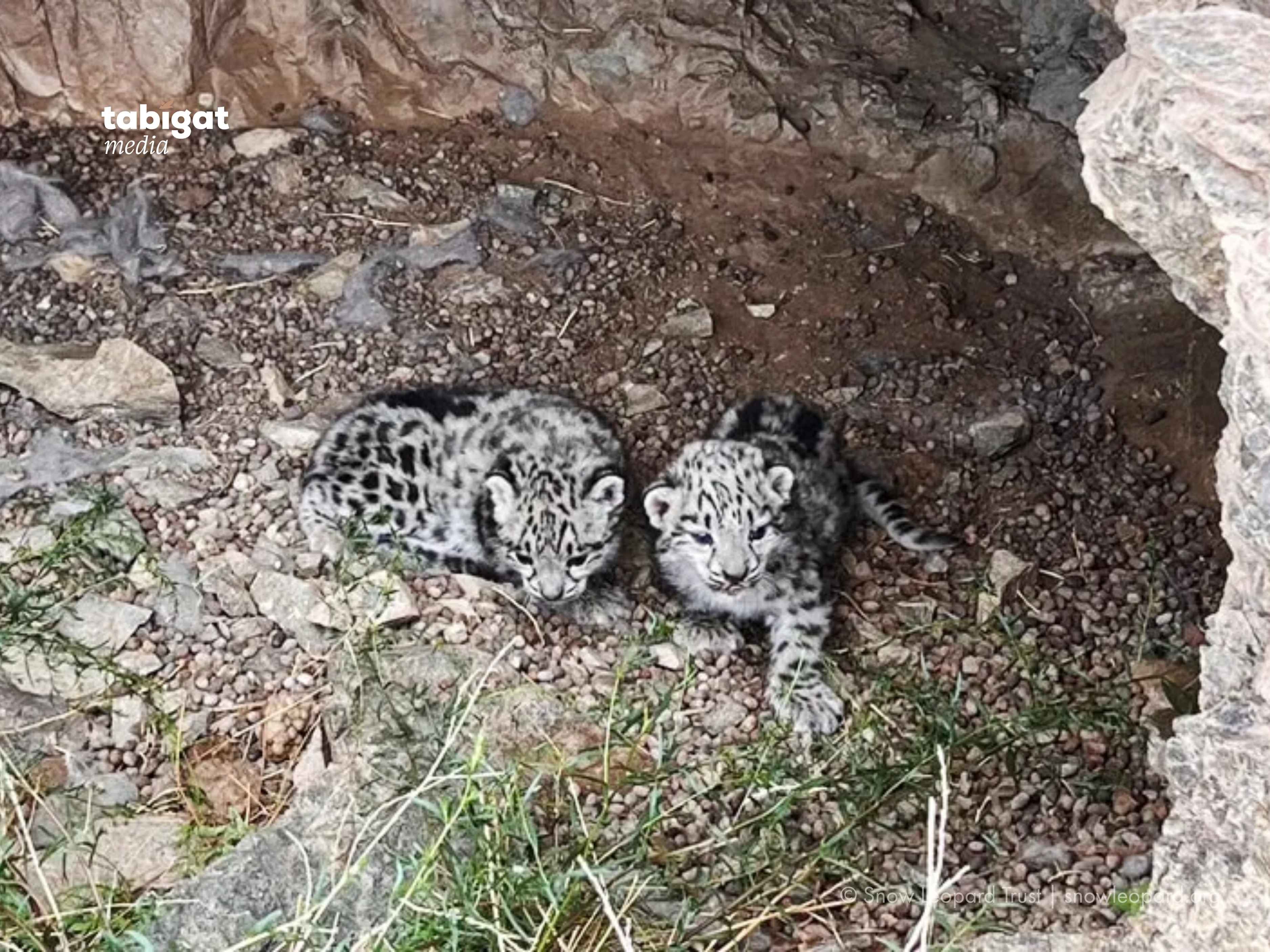 Мас орыстың қоқысын есекке тықты